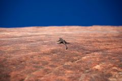 20150829194030DSC07689-Urlaub-USA-Escalante-Big-Horn-Canyon-Gx0