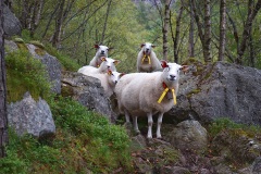 20170815173433DSC07735-Urlaub-Norwegen-Dahlen-