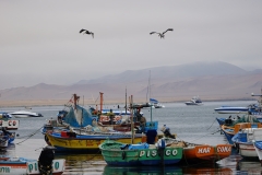 20190815120906-Suedamerika-Paracas-Pelikane