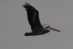 20190815121306-Suedamerika-Paracas-Pelikan
