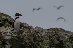 20190815131123-Suedamerika-Ballestas-Inseln-Pinguin
