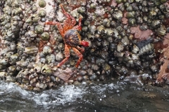 20190815131831-Suedamerika-Ballestas-Inseln-Krebs