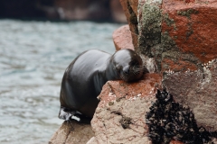 20190815133810-Suedamerika-Ballestas-Inseln-Seeloewe