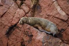 20190815133904-Suedamerika-Ballestas-Inseln-Seeloewe