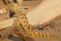 20190818161203-Suedamerika-Dschungel-Kaiman