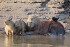 20190818163722-Suedamerika-Dschungel-Wasserschweine