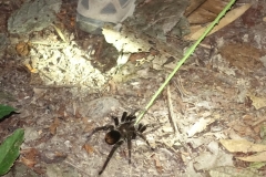 20190818184204-Suedamerika-Dschungel-Vogelspinne