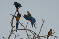 20190819064318-Suedamerika-Dschungel-Papagei