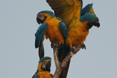 20190819064421-Suedamerika-Dschungel-Papagei