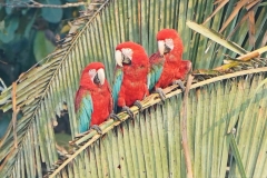 20190819065346-Suedamerika-Dschungel-Papagei