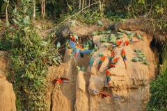 20190819070116-Suedamerika-Dschungel-Papagei