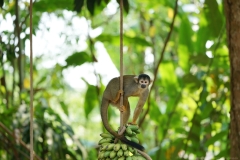 20190819104346-Suedamerika-Dschungel-Affe