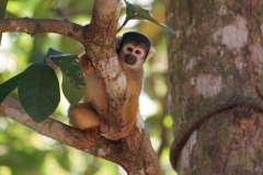 20190819104956-Suedamerika-Dschungel-Affe