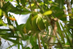 20190819144532-Suedamerika-Dschungel-Schlange