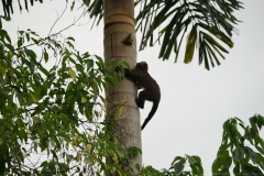 20190820070904-Suedamerika-Dschungel-Affe