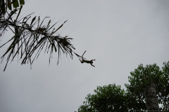 20190820071038-Suedamerika-Dschungel-Affe