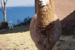 20190827145627-Suedamerika-LLachon-Titcacasee-LamaAlpaka-Pepe