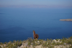 20190829092751-Suedamerika-Isla-de-Sol-Lama