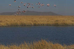 20190901082808-Suedamerika-Oruro-Lagune-Flamingo