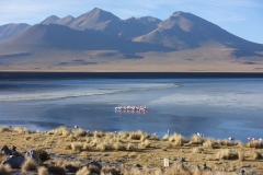 20190903063500-Suedamerika-Hochland-Berge-Lagune-Flamingo