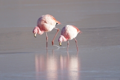 20190903070622-Suedamerika-Hochland-Flamingo