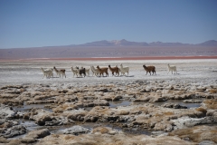 20190903101459-Suedamerika-Hochland-Rote-Lagune-Alpaka