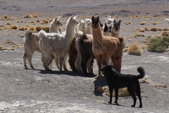 20190903102146-Suedamerika-Hochland-Rote-Lagune-Alpaka-Hund