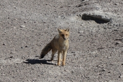 20190903135948-Suedamerika-Hochland-Fuchs-Blaue-Lagune