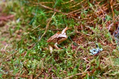 20200813141905-Sommerurlaub-Slowakei-Strbske-Pleso
