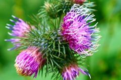 20200813145748-Sommerurlaub-Slowakei-Strbske-Pleso