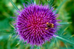 20200814132358-Sommerurlaub-Slowakei-Prielom-Hornadu