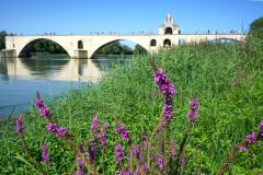 20210809163855-Sommerurlaub-Avignon-Gx0