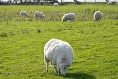 20221103132131__A744285-Wanderung-Aberystwyth-Gx0