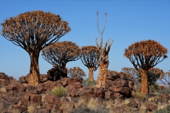 20220808122202_A7400855Gimp-Namibia--QuiverTree Forest-