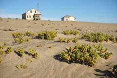 20220811090955_DSC09038Gimp-Namibia--Kolmannskuppe-Blumen