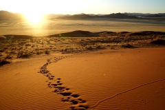 20220812074159_DSC09112-Namibia--Kanaan Retreat-Morning Drive Düne Sonnenaufgang
