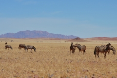 20220813125628_A7401324-Namibia--Tirasberge nach Sesriem-Zebra