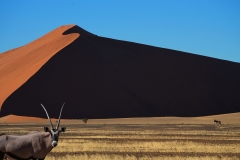 20220814080647_A7401367Gimp8-Namibia--Kulala Lodge-Nature Drive Düne Oryx