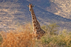 20220818090536_A7401698-Namibia--Ai Aiba Lodge-Giraffe