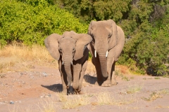 20220819170357_A7401834Gimp-Namibia--Twylfelfountein Lodge-Sundowner Drive Elefant
