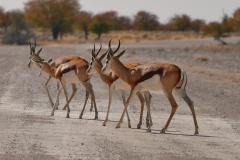 20220821153117_A7402012-Namibia--Etosha-Springbock