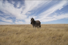 20220822114254_A7402277Gimp1-Namibia--Etosha-Zebra