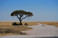 20220822114814_A7402279Gimp-Namibia--Etosha-Baum Schotterstrasse Salzpfanne