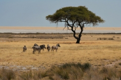 20220822120358_A7402292Gimp1-Namibia--Etosha-Zebra Baum