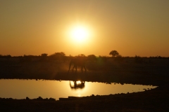 20220822182820_DSC09887-Namibia--Etosha Okaukuejo Wasserloch-Sonnenuntergang Elefant