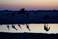20220822184805_A7402473Gimp-Namibia--Etosha Okaukuejo Wasserloch-Giraffe