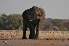 20220823162810_A7402700Gimp-Namibia--Etosha-Elefant