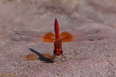 20220825110337_A7402862-Namibia--Waterberg Guest Farm-Libelle