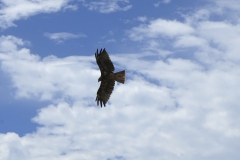 20230819140748__A748940-Sommerurlaub Japan--Shirahama-Senjojiki Felsen Adler-Gx0