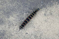 20230820161115__A749207-Sommerurlaub Japan--Shirahama-Banshoyama Park Raupe-Gx0